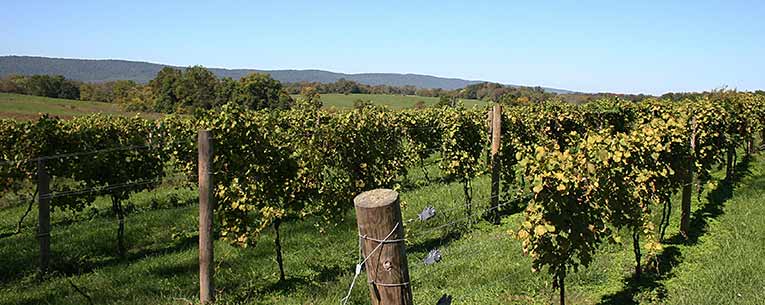 Allianz - Virginia Vineyard