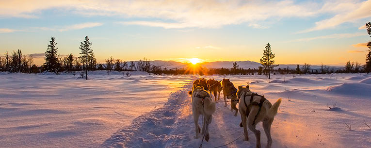 Allianz - Dog Sledding