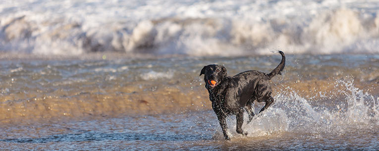 Allianz - Dog at the Beach