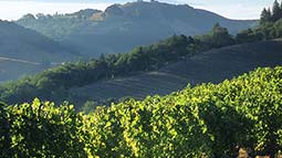 Napa Valley