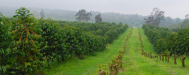 Allianz - Kona Coffee Field