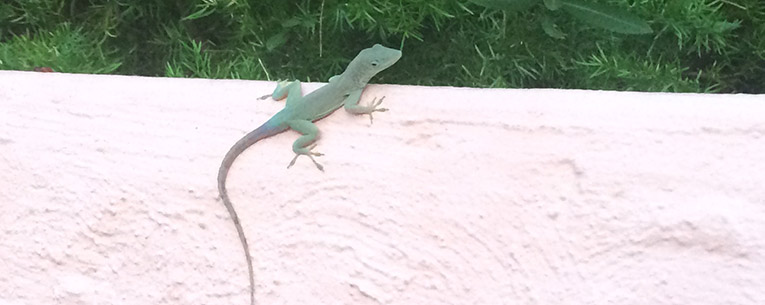 Allianz - Bermuda Lizard