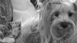 cat and dog