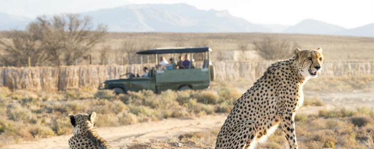 Allianz - Cheetahs on Safari