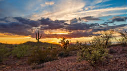 Phoenix