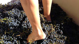 Grape Stomping