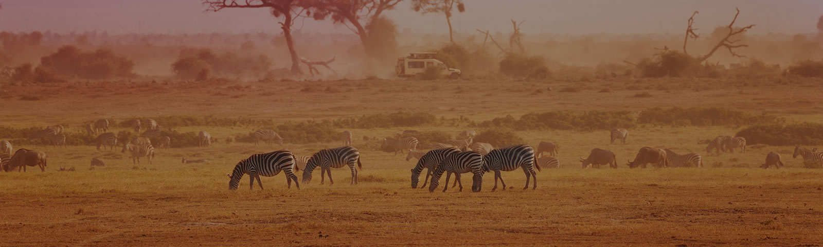 zebras grazing on a wildlife preserve