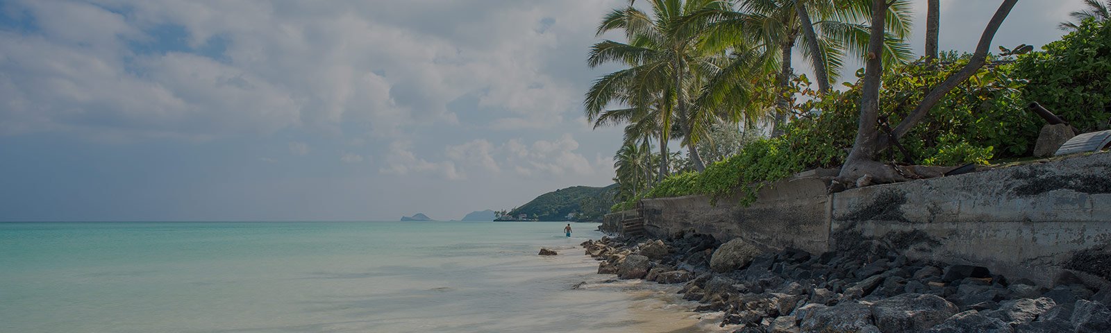 tropical beach with palm trees