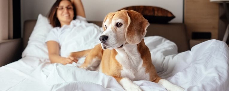 Allianz - dog sitting on hotel bed