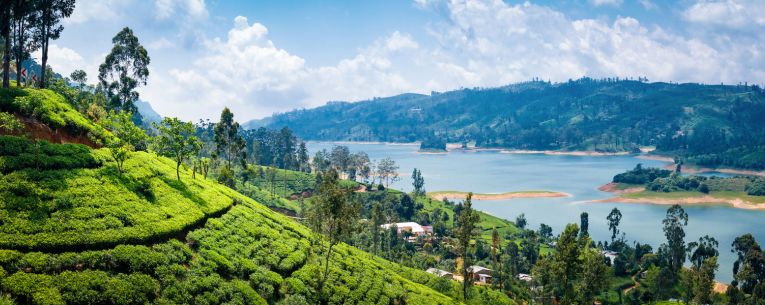 Allianz - Tea Plantation near Nuwara Eliya, Sri Lanka