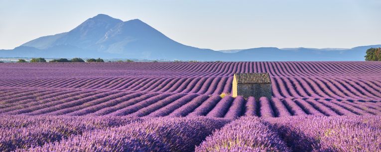 Allianz - lavender field in provence