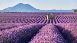 lavender field in provence