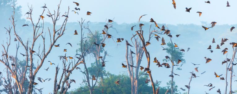 Allianz - Great Bat Migration in Zambia