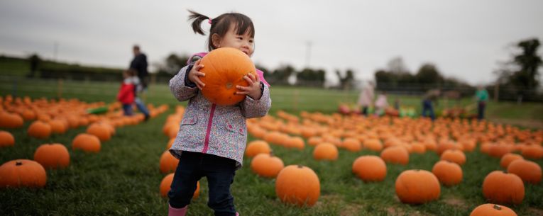 Allianz - pumpkin patch