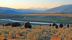 Herd of bison at Yosemite National Park
