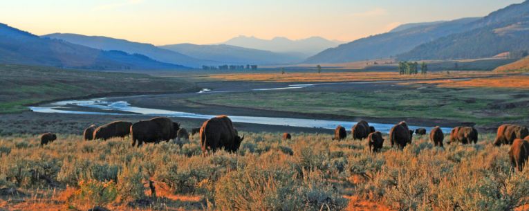 Allianz - Herd of bison at Yosemite National Park